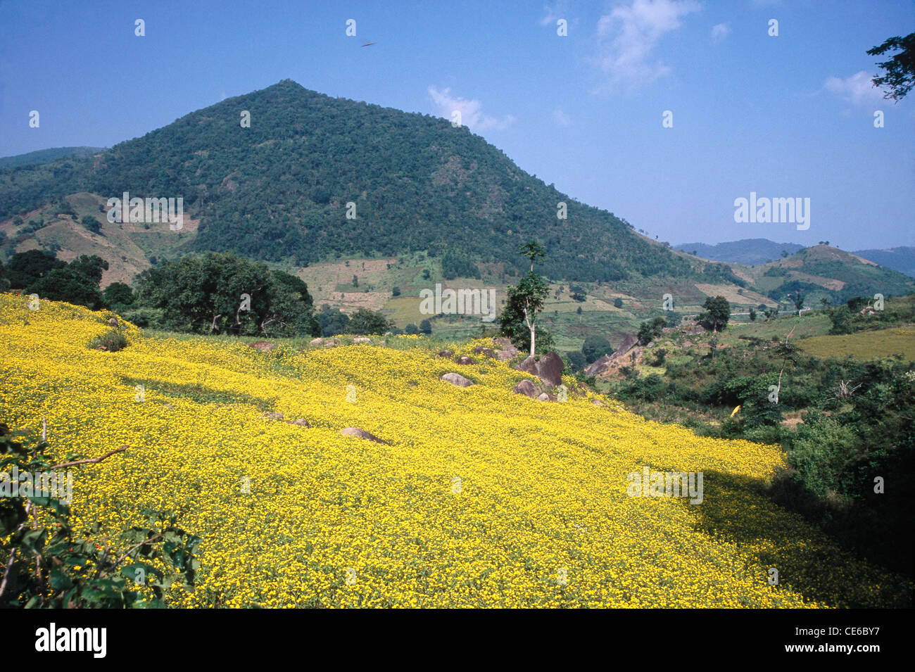 Níger flores paisaje ; Arunachal Pradesh ; india Foto de stock