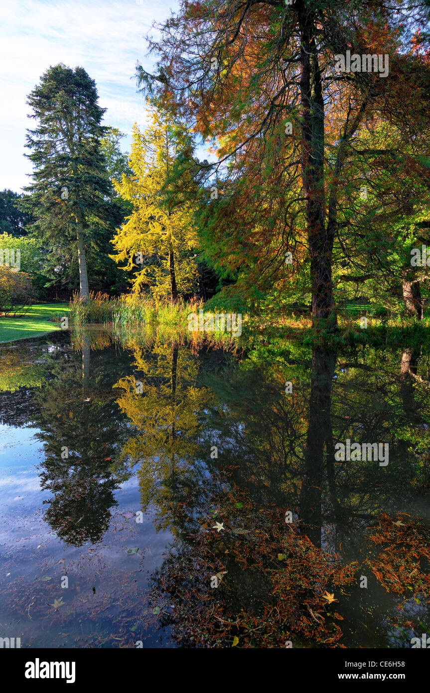 Otoñal otoño colores de otoño colores reflejan reflejado en un estanque jardines Dublín Irlanda Foto de stock
