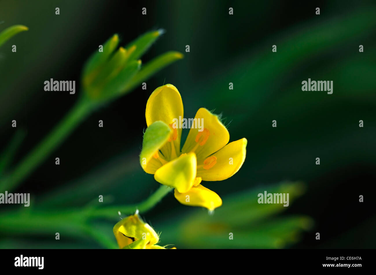 Hypoxis hemerocallidea pasto estrella africana de patata africana flores amarillas flores flores flores enfoque selectivo Foto de stock