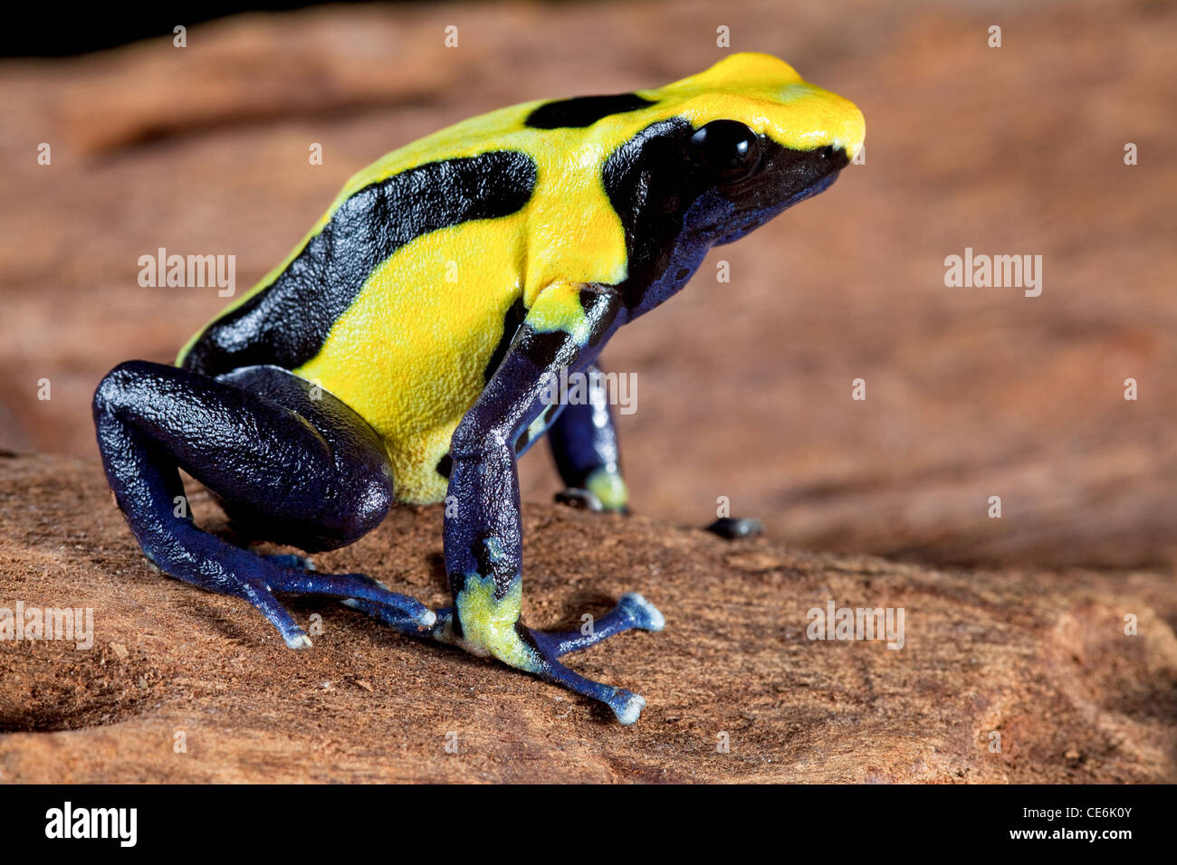 Poison dart frog, Dendrobates tinctorius hermosos animales venenosos de Amazon Rainforest anfibios tropicales con amarillo brillante Foto de stock