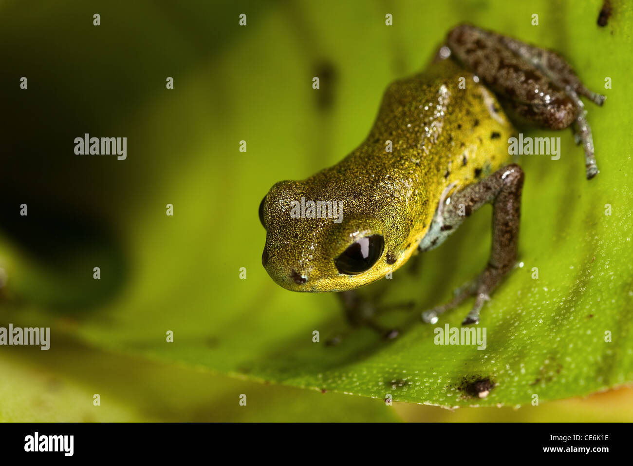 Amarillo de ranas de dardos venenosos del bosque lluvioso en Panamá, hermosos animales venenosos con brillantes colores de advertencia Foto de stock