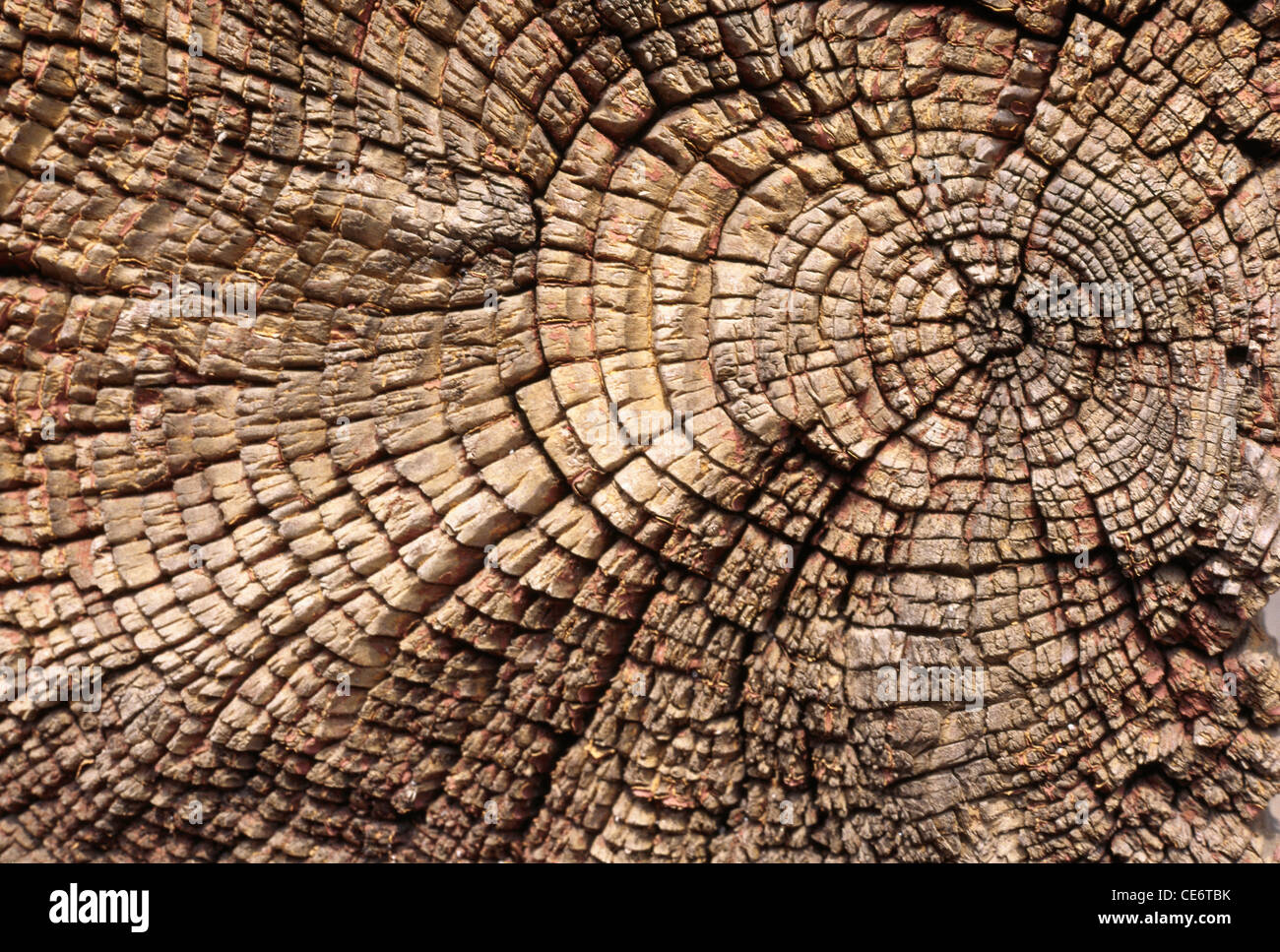 La edad de la madera líneas círculos sección transversal de textura Foto de stock