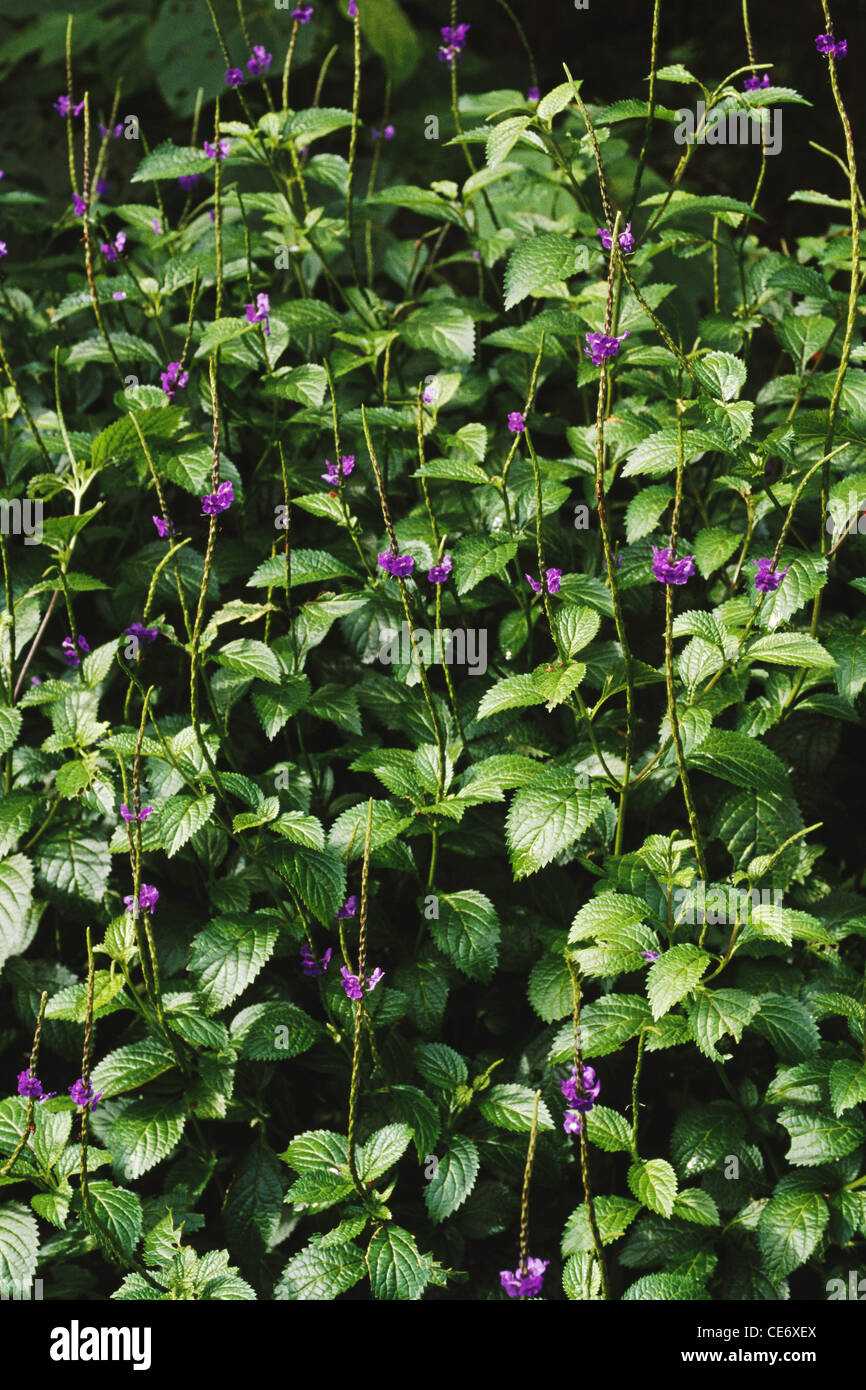 Planta de hoja de terciopelo fotografías e imágenes de alta