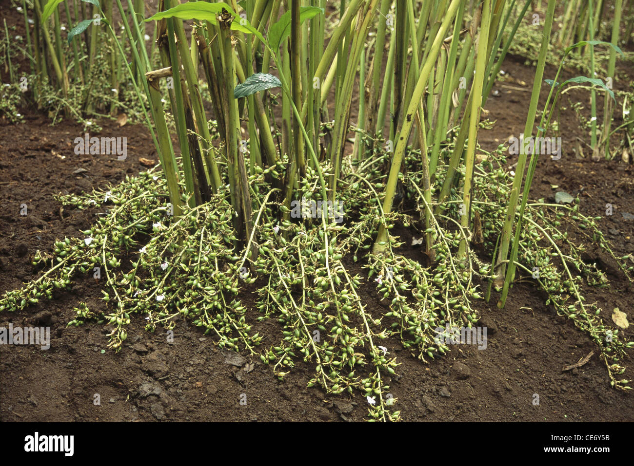 Cardamomo; cardamón; árbol cardamomo; Elettaria cardamomum ; india