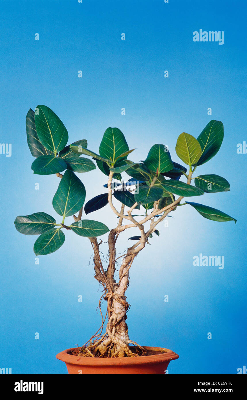 Banyan Tree bonsai ; Ficus bengalensis ; india ; asia Fotografía de stock Alamy