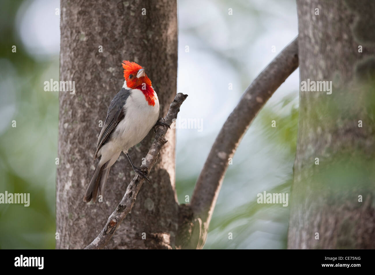 Aves con pico rojo fotografías e imágenes de alta resolución Alamy