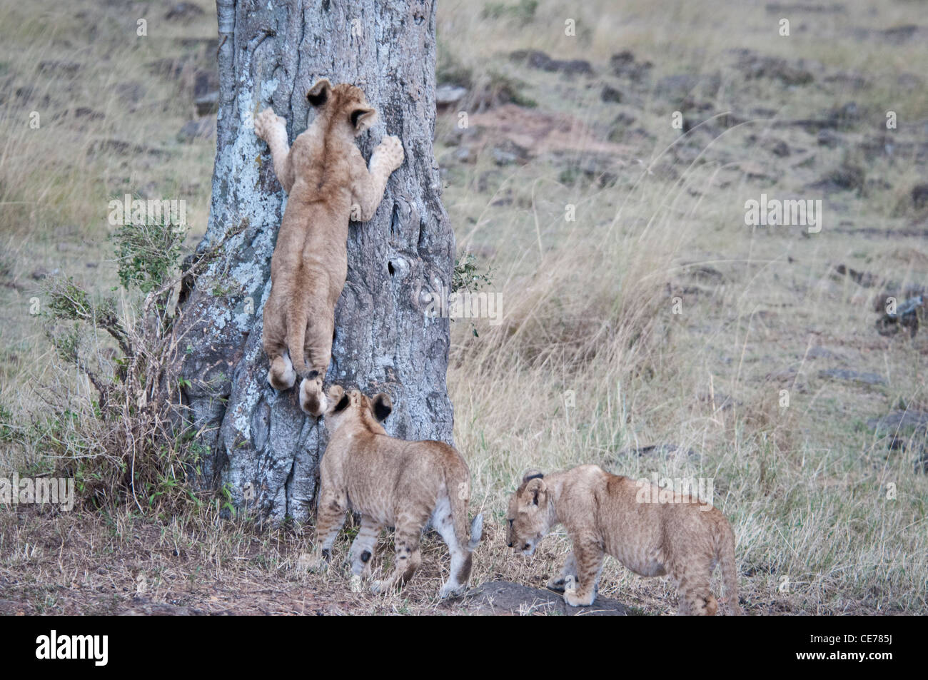 Tres cachorros de leones africanos, Panthera leo, uno intenta trepar a un árbol, Reserva Nacional de Masai Mara, Kenya Foto de stock