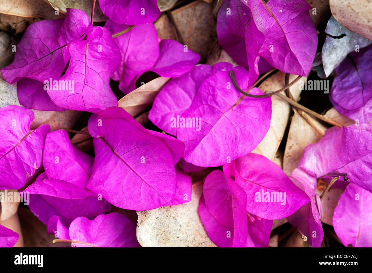 Leaves of bougainvillea fotografías e imágenes de alta resolución - Alamy