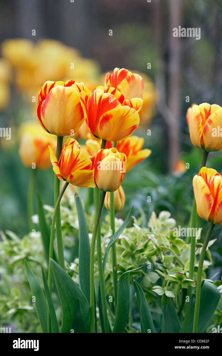 Los tulipanes en un jardín inglés Foto de stock