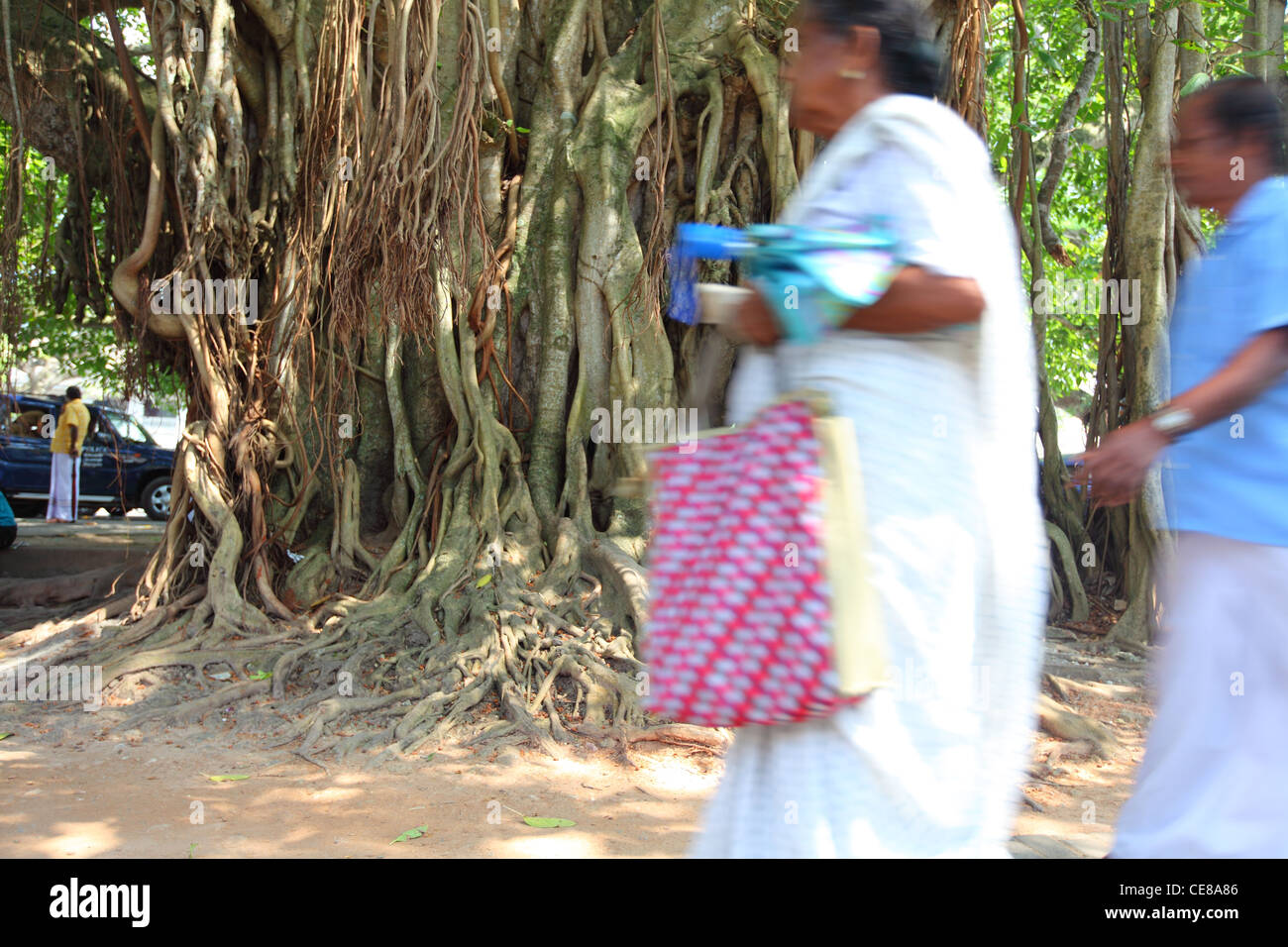 Galle, Sri Lanka Leyn Baan street, Court Square, árbol, los árboles, el hombre, caminando Foto de stock