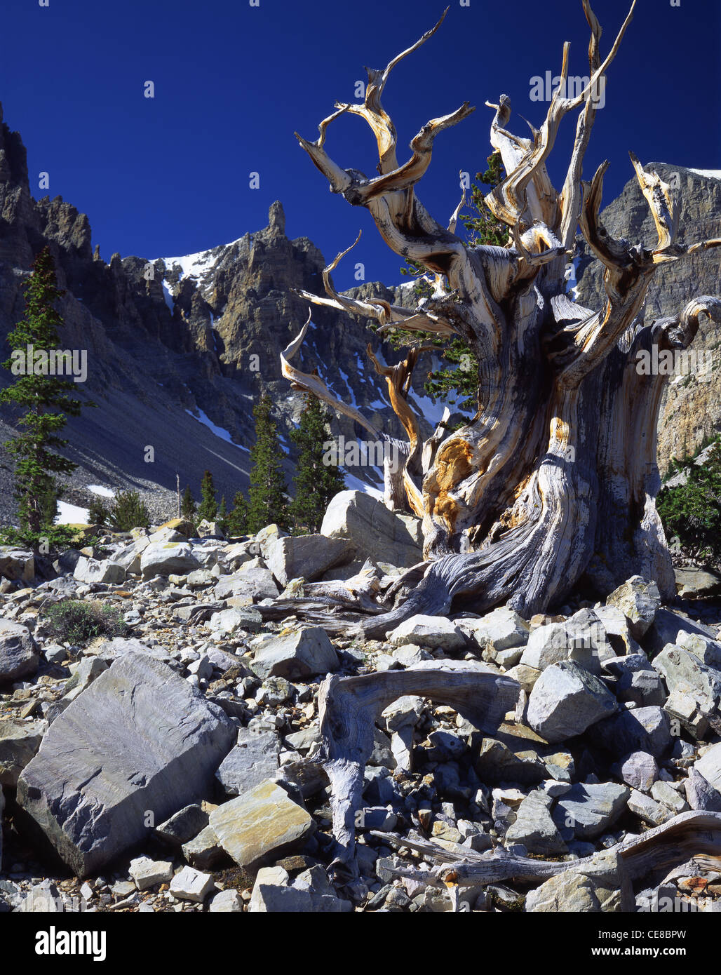 Cono de cerda pino a 10.000 pies en Wheeler Peak en la cuenca Great Basin National cerca de Baker, Nevada Foto de stock