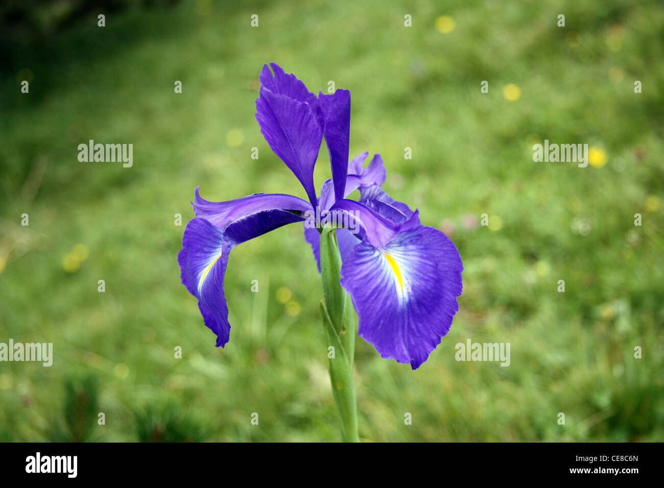 Flor azul en los Pirineos Francia Foto de stock