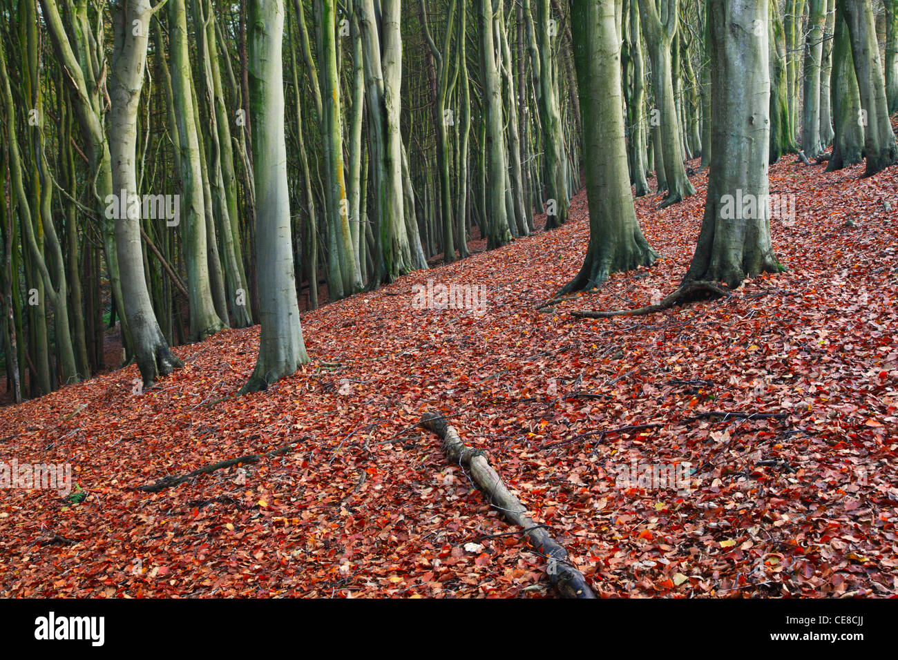 Hojarasca en densos bosques de hayas. Los priores de madera. Somerset. Inglaterra. En el Reino Unido. Foto de stock
