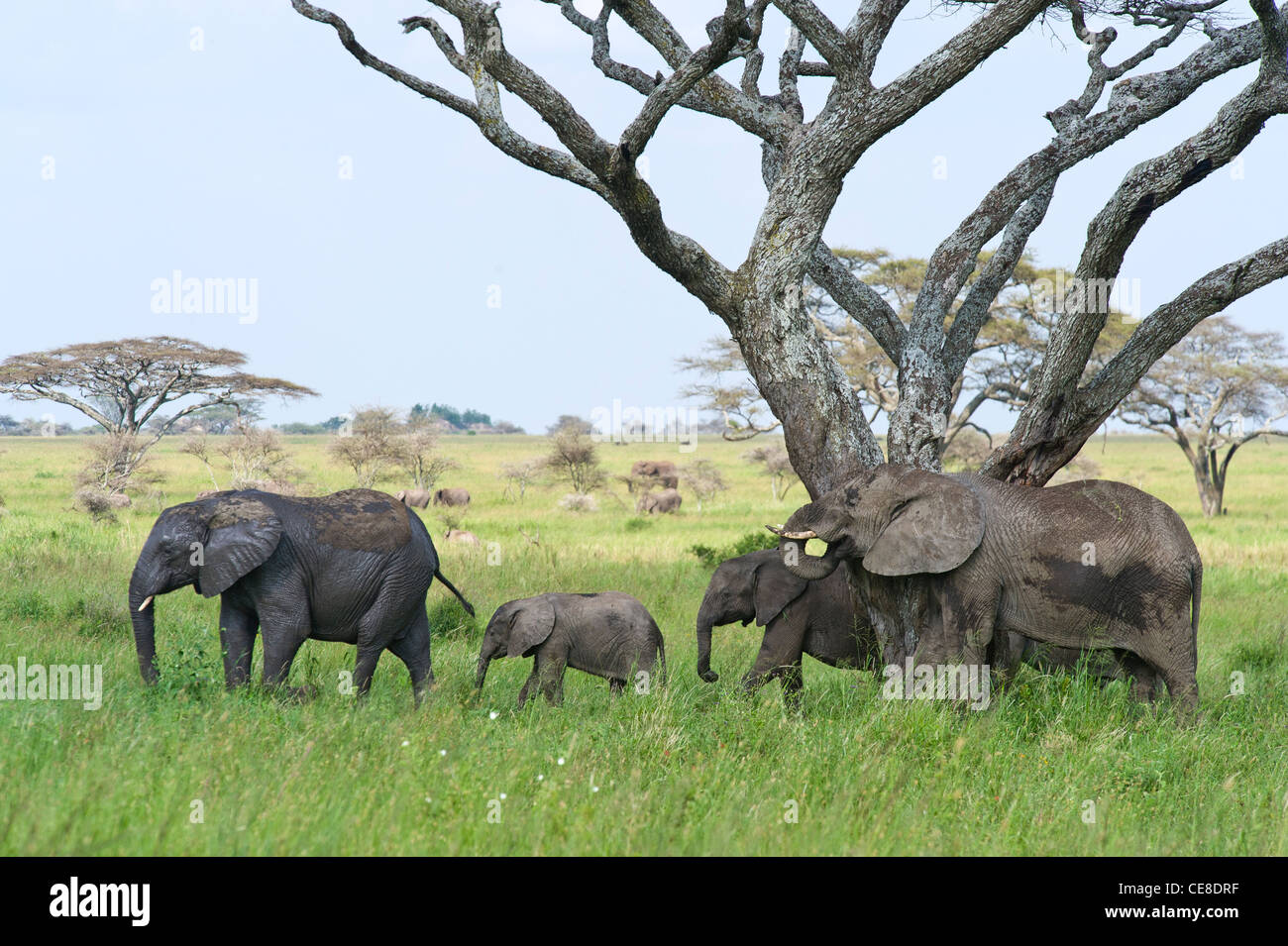 Grupo elefante Loxodonta africana en Seronera en el Serengeti, Tanzania Foto de stock