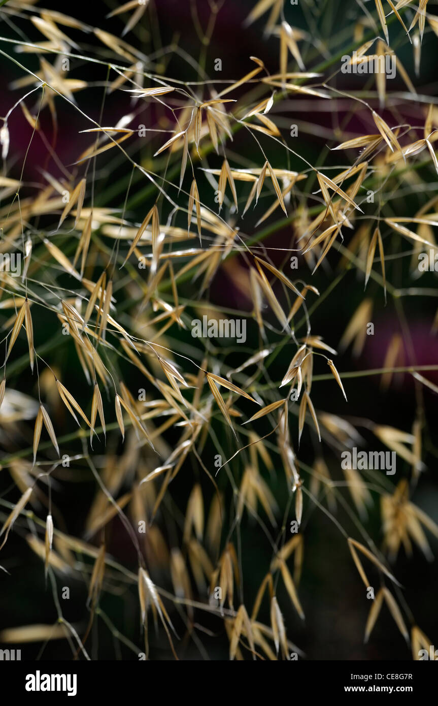 Stipa gigantea plumas gigantes semillas de pasto luz retroiluminadas otoño hierbas ornamentales semillas retroiluminación retroiluminada gráfico golden Foto de stock