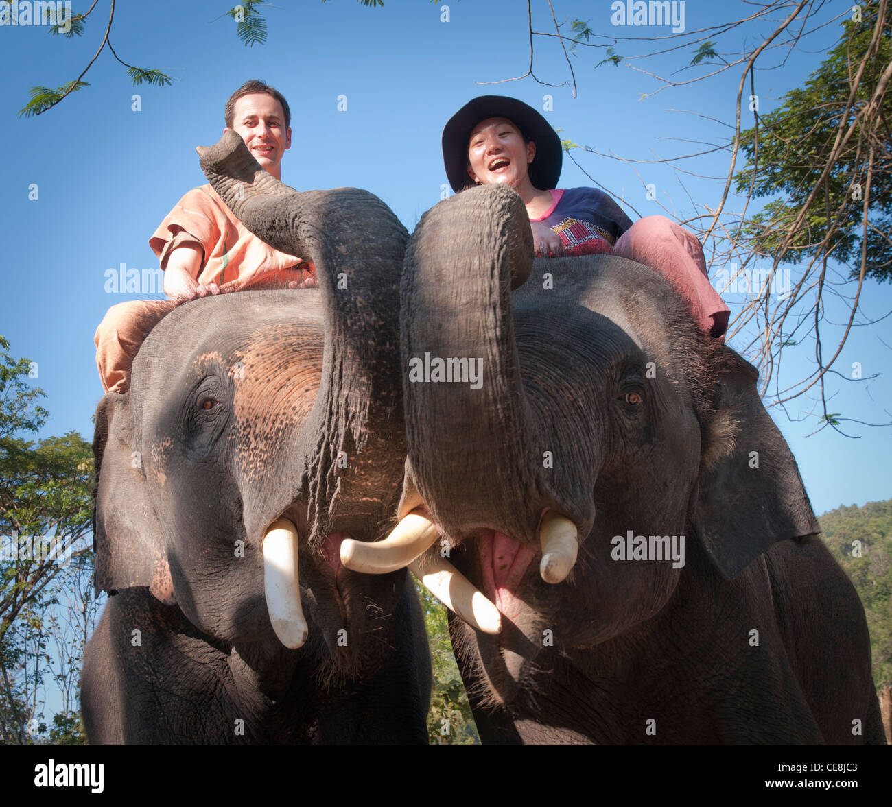 Safari granja de elefantes en Tailandia Foto de stock