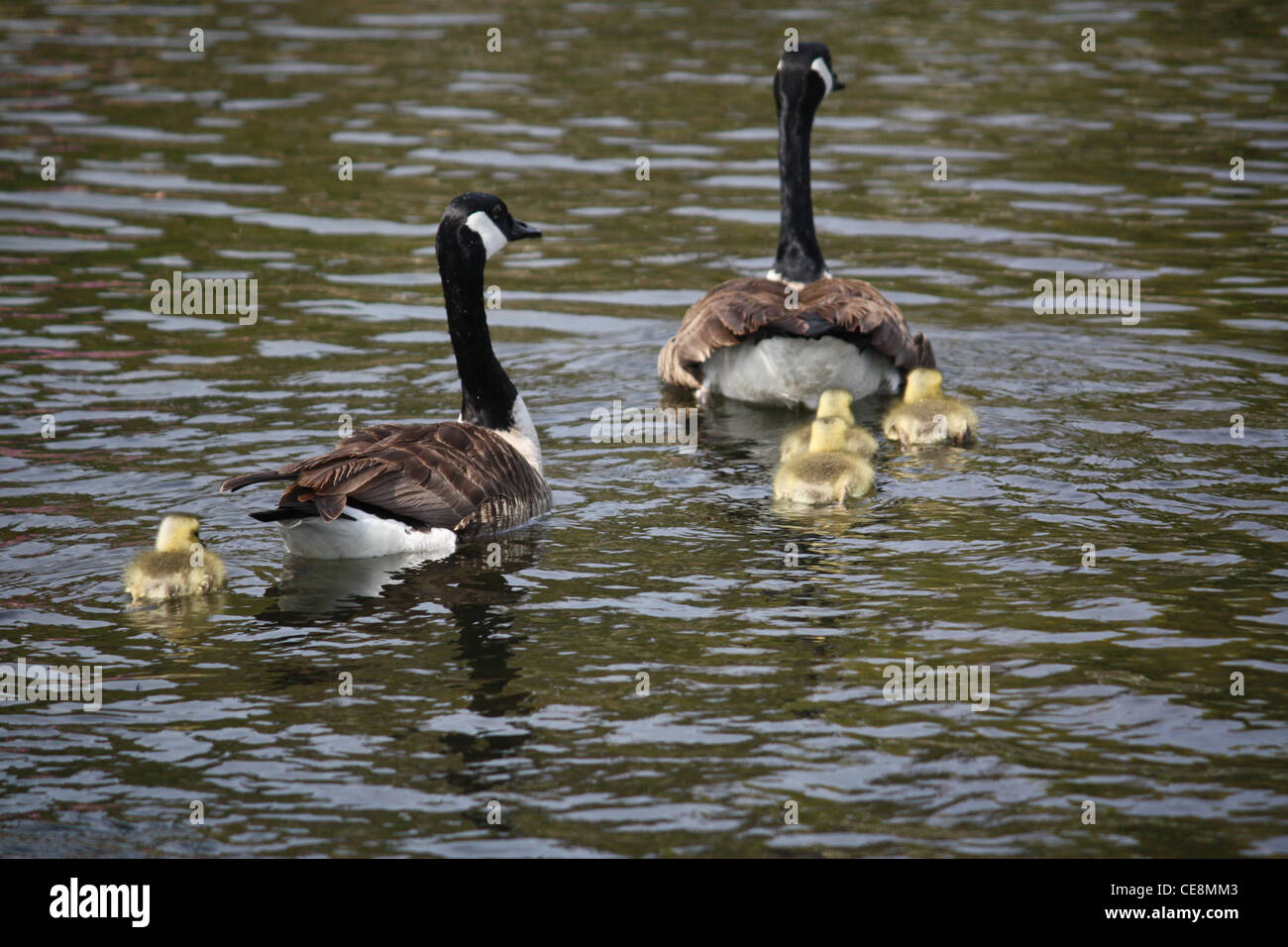 Par de gansos canadienses nadar lejos con sus cuatro bebés (goslings) en Camden Harbor en Maine. Foto de stock