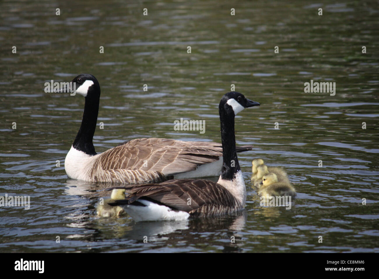 Par de gansos canadienses con cuatro bebés aka goslings natación Foto de stock