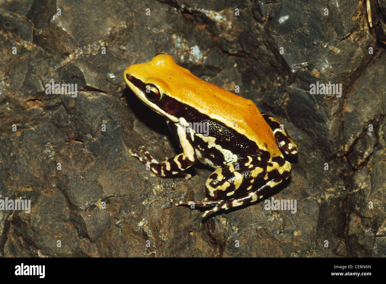 Anfibios , Anfibios indios Malabar Hills , Rana malabarica , India Foto de stock