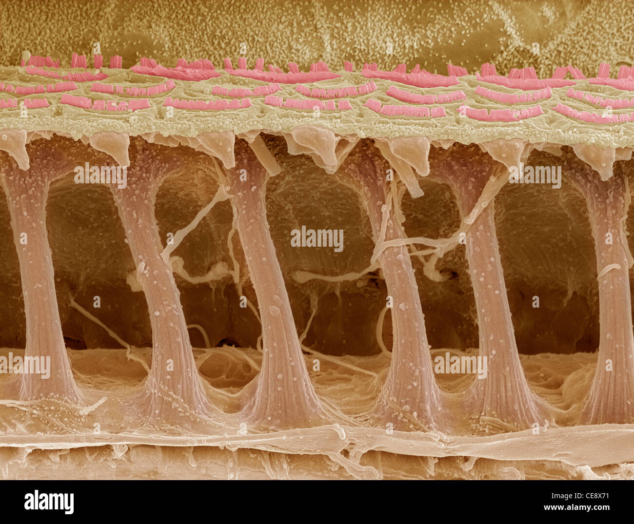 Células del pelo del oído interno fotografías e imágenes de alta resolución  - Alamy