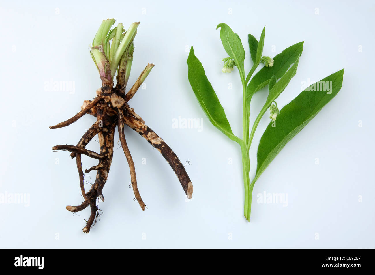 Comunes de consuelda (Symphytum officinale), raíces y el tallo floral, studio picture contra un fondo blanco. Foto de stock