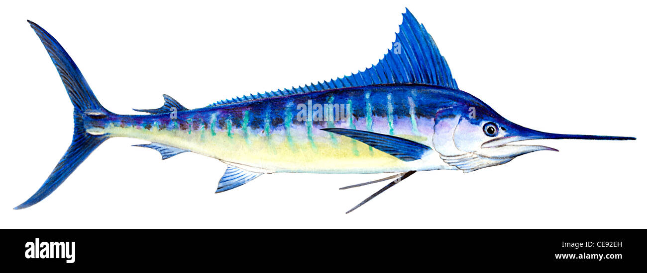 El marlin rayado (Tetrapturus audax), dibujo. Foto de stock