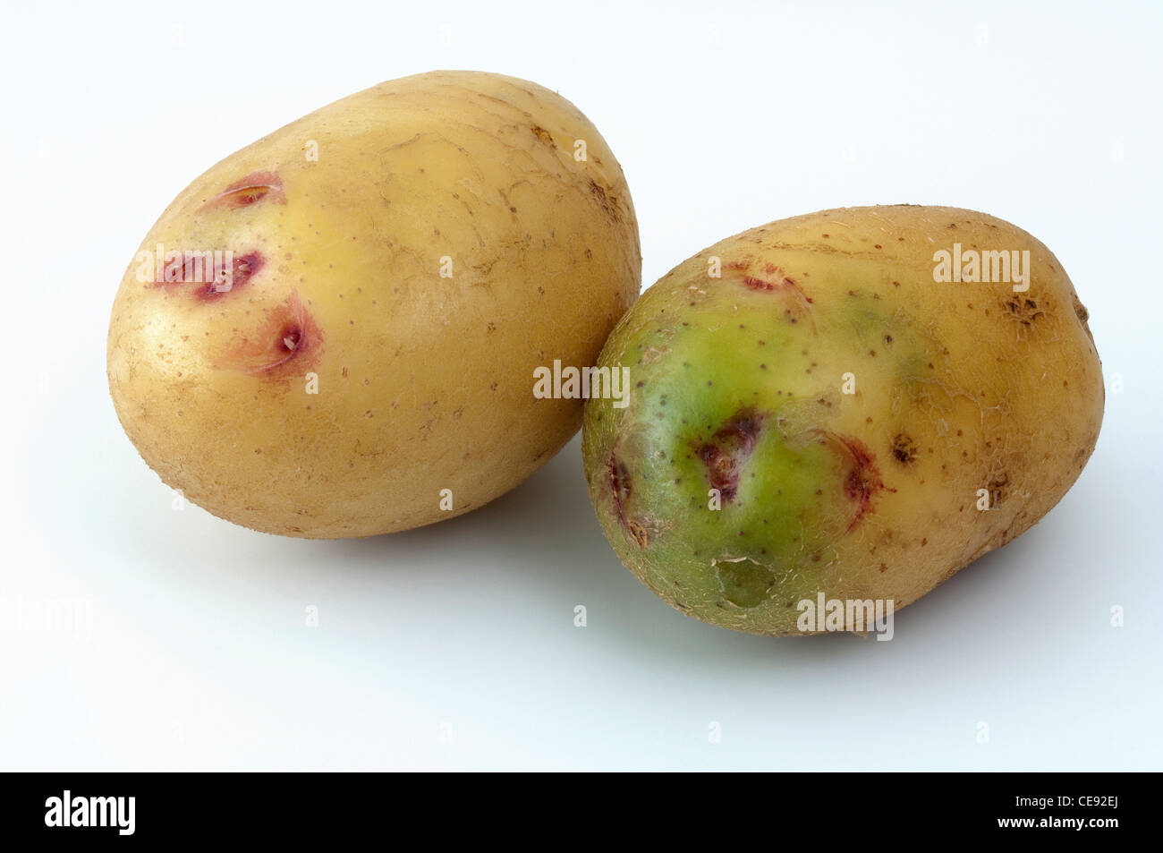 La papa (Solanum tuberosum), variedad: Quarta. Los tubérculos, uno de ellos con secciones verde debido a la exposición a la luz Foto de stock