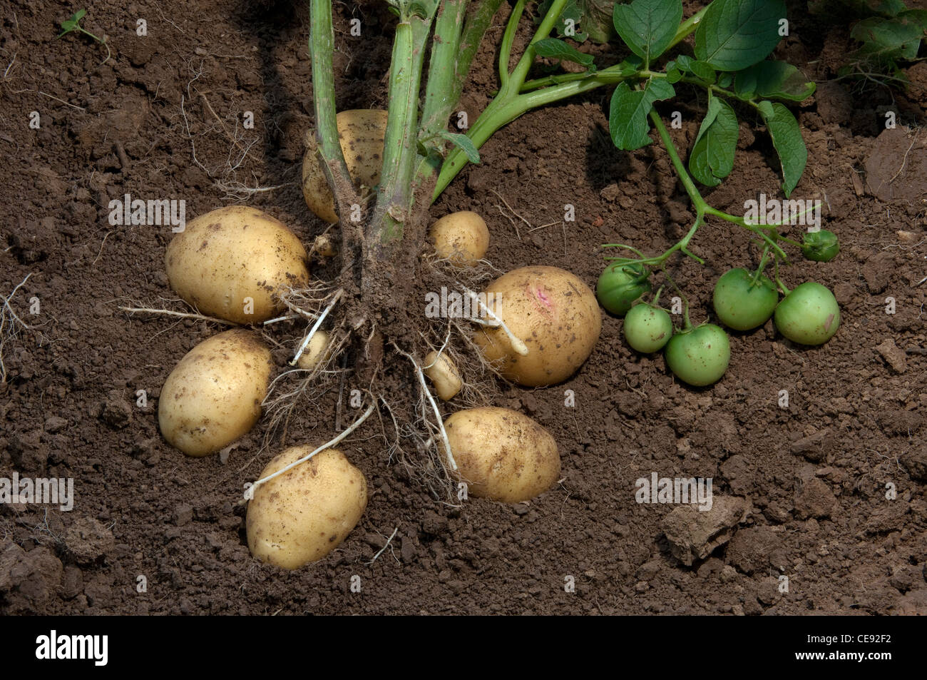 Quarta de papa (Solanum tuberosum). Planta con tubérculos y frutos verdes Fotografía de stock Quarta de papa (Solanum tuberosum). Planta con tubérculos y frutos verdes Fotografía de stock