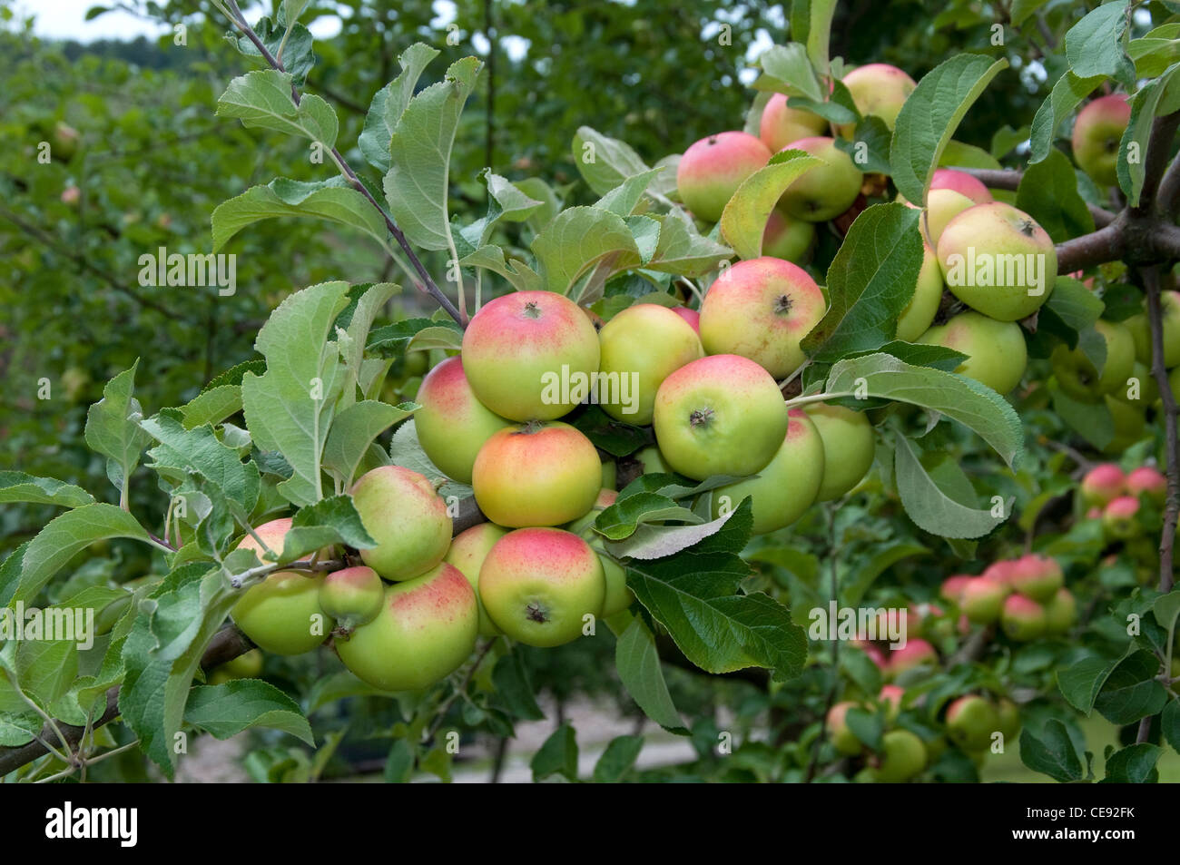 Manzano (Malus domestica interna), variedad: Sommermaschansker. Manzanas maduras en un árbol. Foto de stock