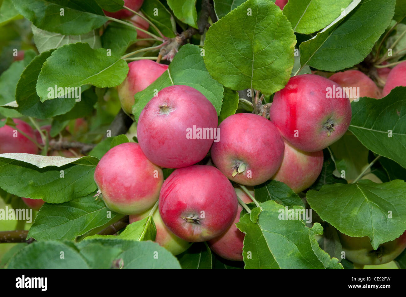 Manzano (Malus domestica interna), variedad: Peach Verano rojo manzana. Manzanas maduras en un árbol. Foto de stock