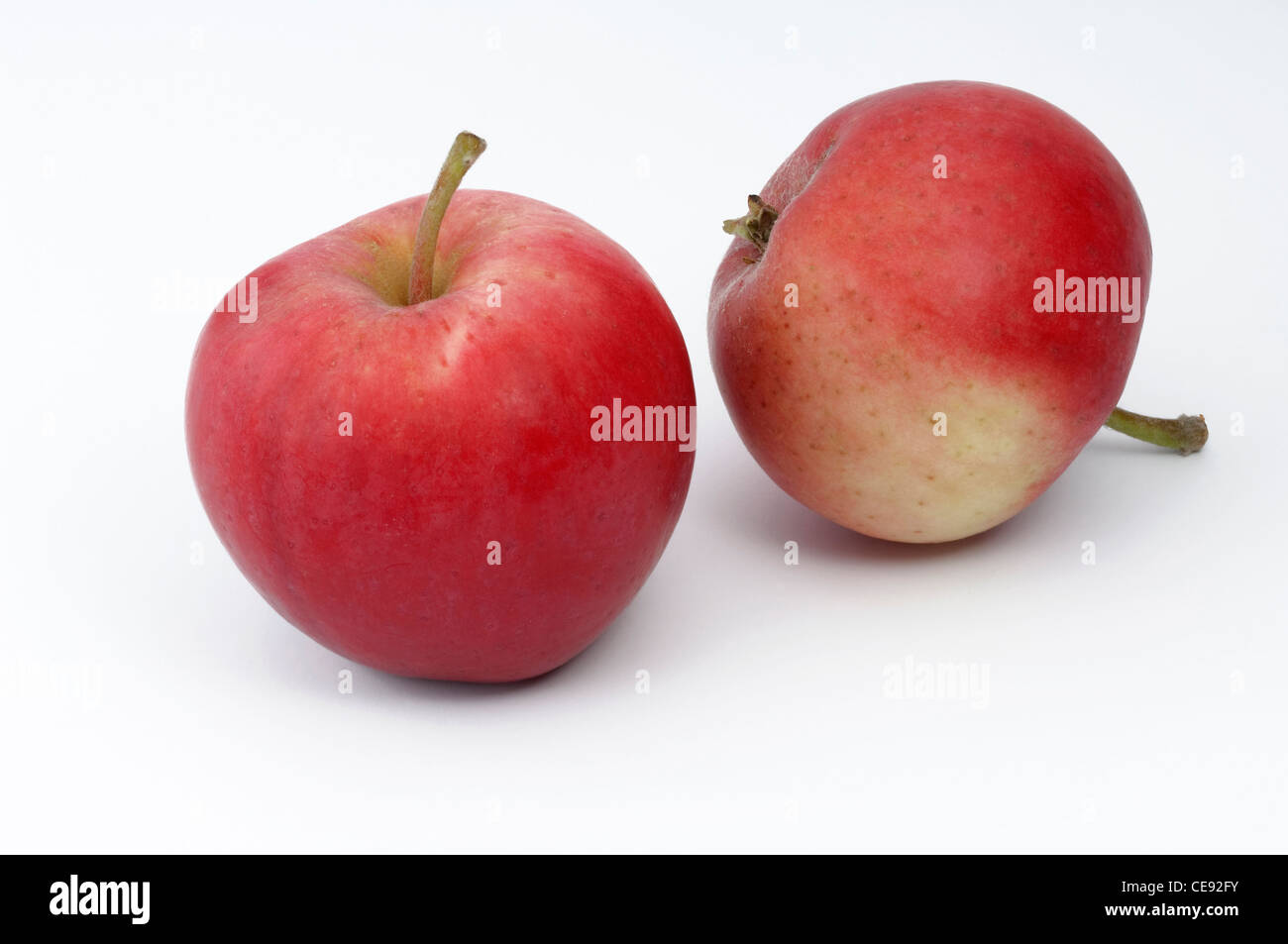 Manzano (Malus domestica interna), variedad: Peach Verano rojo manzana. Dos manzanas, studio picture contra un fondo blanco. Foto de stock