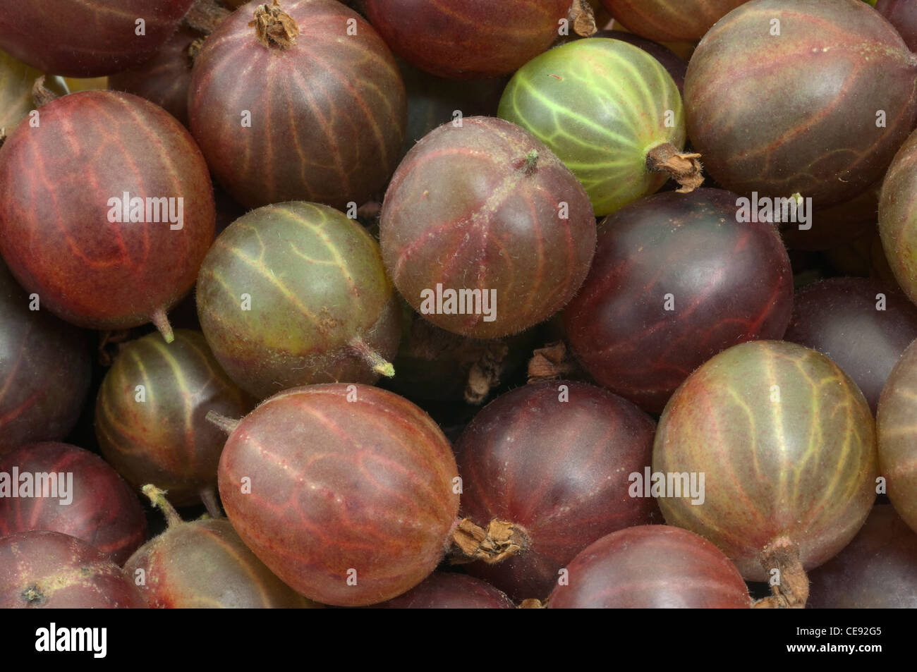 Grosella (Ribes uva-crispa), bayas de diferentes variedades, studio picture. Foto de stock