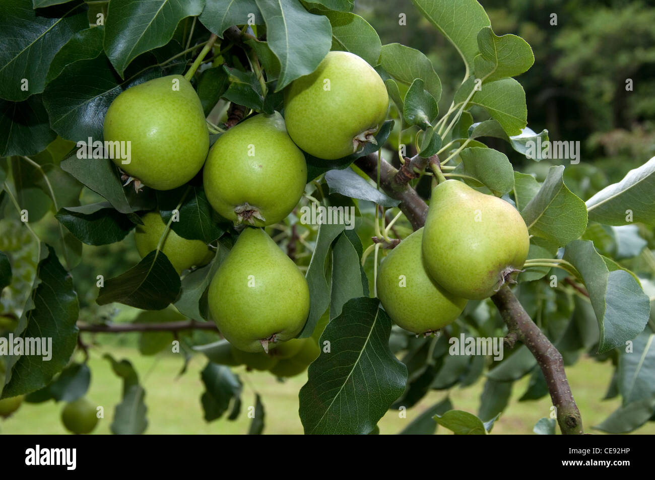 Pera común europeo, peral (Pyrus communis), variedad: Oberoesterreichische Weinbirne. Fruto de un árbol. Foto de stock