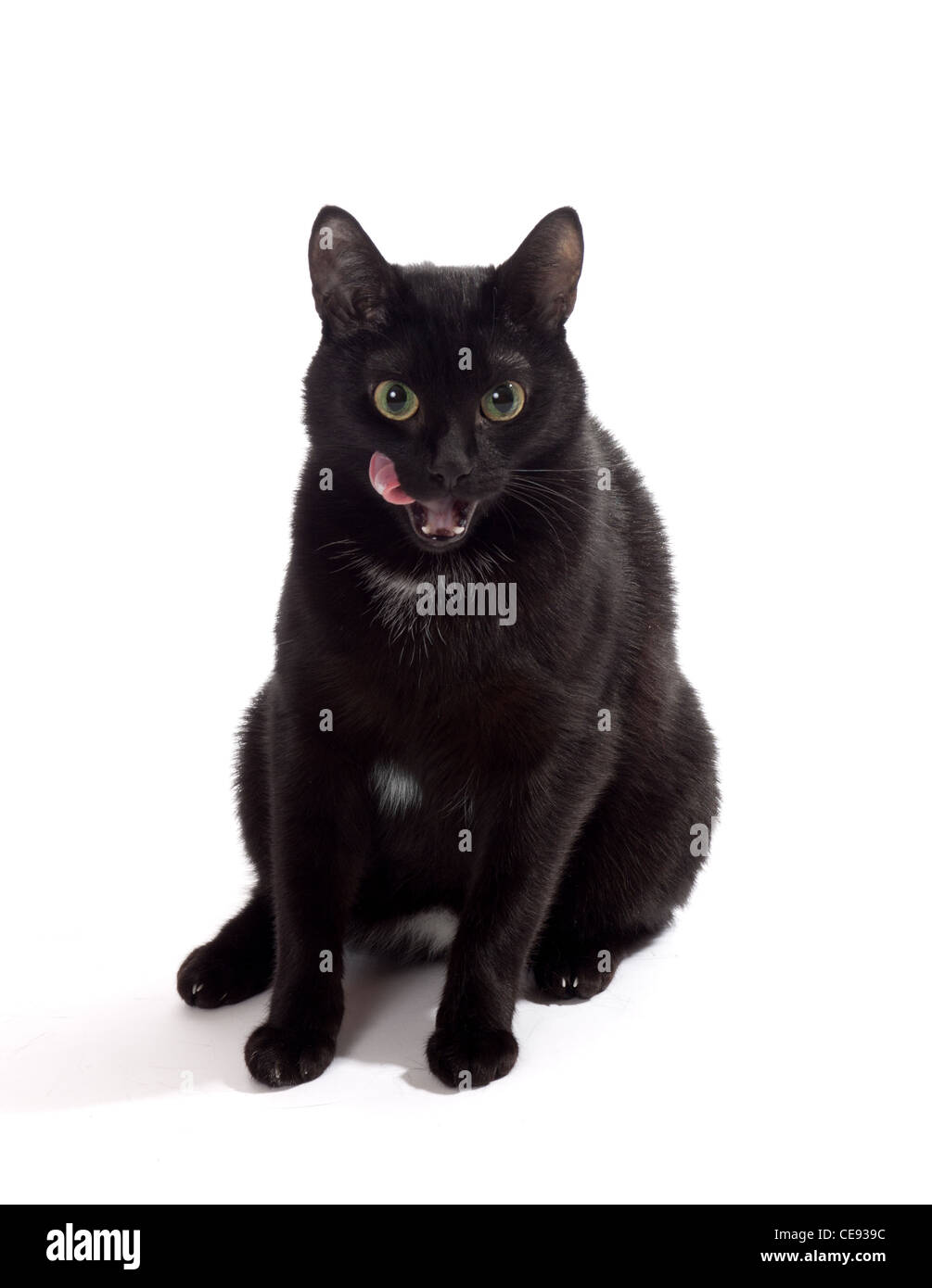 Gato negro retrato, aislado en el blanco Foto de stock