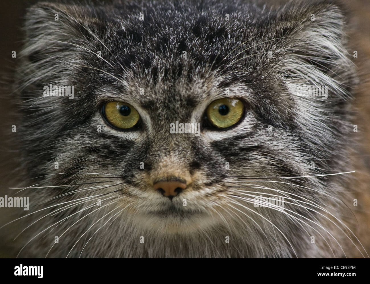 O Felis manul, Pallascat otocolobus - vida Solitair undomesticated gato salvaje que viven en Asia Central y Mongolia. Foto de stock