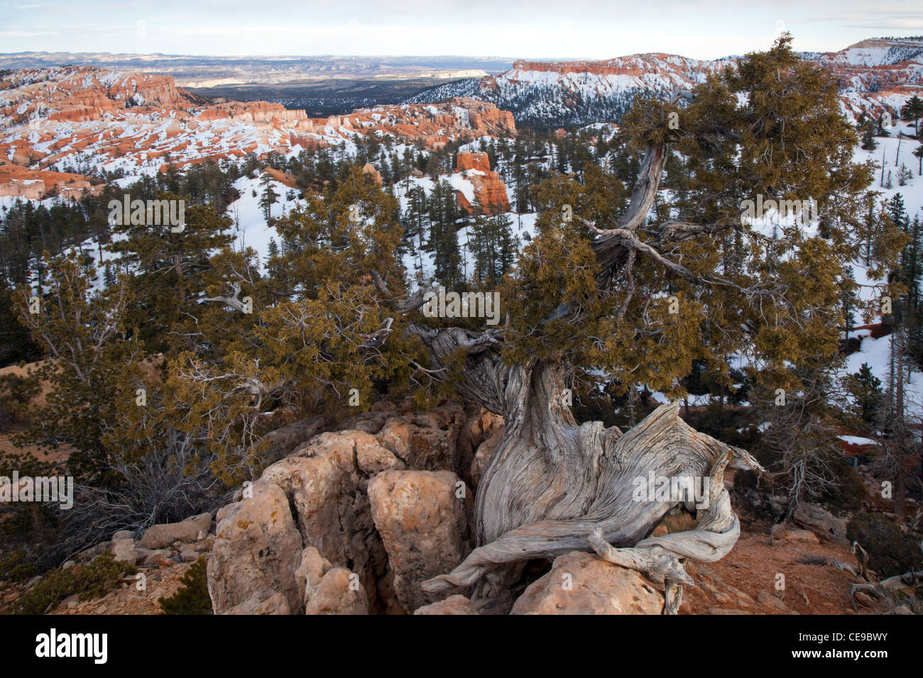 Cono de púas antiguo pino con vistas a Bryce Canyon Foto de stock