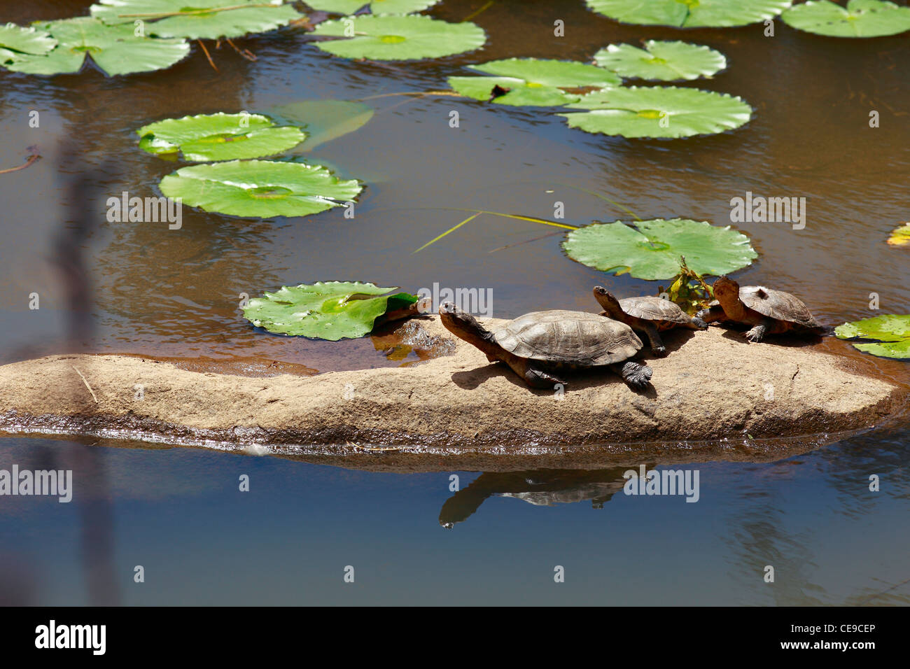 Cuatro Marsh, el Paují africano tortuga galápago. Familia: Pelomedusidae, Género: Pelomedus, especie: subrufa. Sudáfrica. Foto de stock