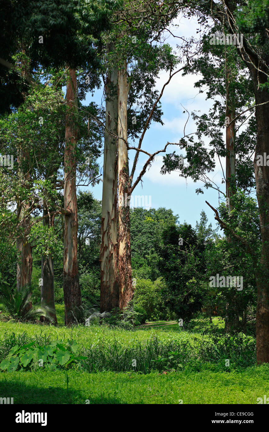 Torre de eucaliptos con vistas a los exuberantes terrenos pantanosos. KwaZulu Natal, Sudáfrica. Familia: Myrtaceae, Género: Eucalyptus. Foto de stock