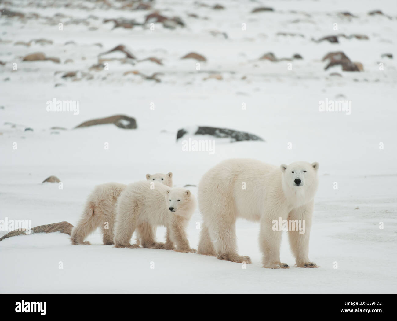 Oso Polar con cachorros. El oso polar con dos niños en costa cubiertas de nieve. Foto de stock