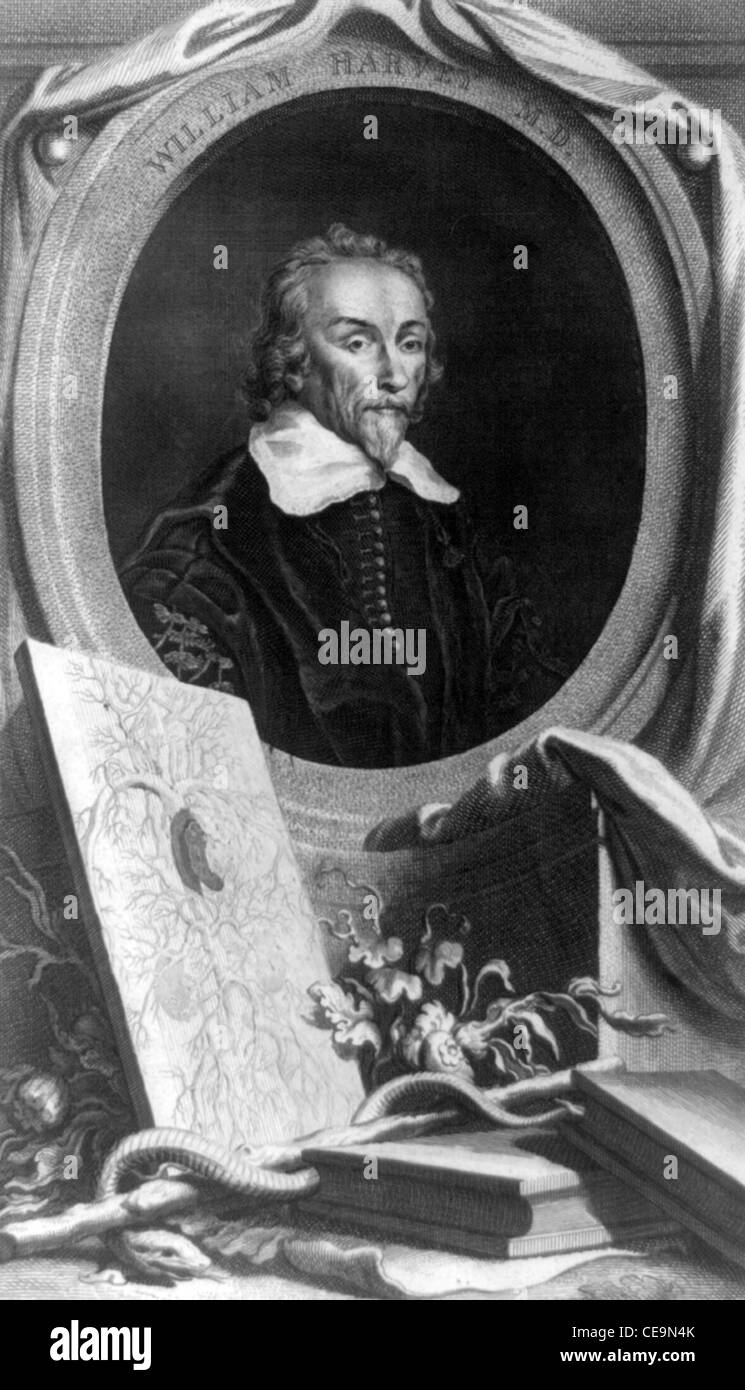 William Harvey, médico inglés Foto de stock