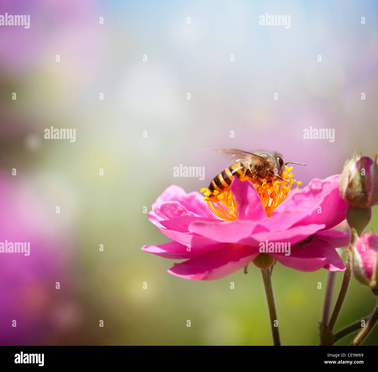 Cierre recogiendo miel de abeja en flor rosa Foto de stock
