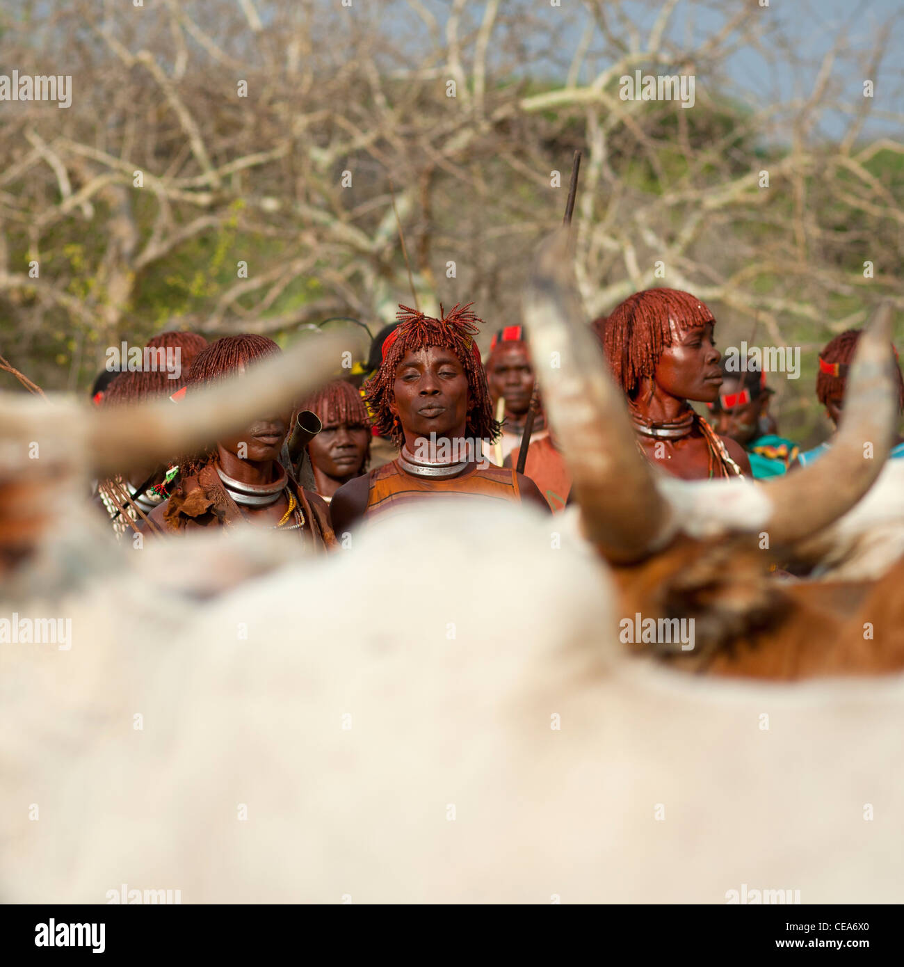 Hamer gente celebrándolo Bull Jumping ceremonia por danzas y música ritual tradicional Valle de Omo Etiopía Foto de stock