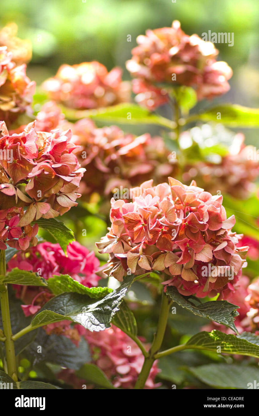 Colores de Hortensia o Hortensia flores en otoño - vertical Fotografía de  stock - Alamy