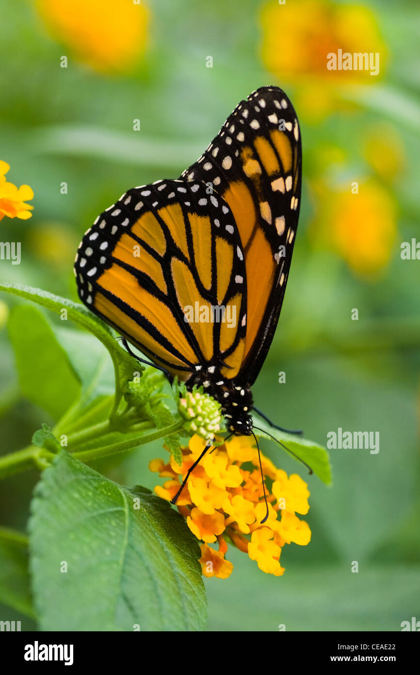 O la mariposa monarca Danaus plexippus sobre amarillo bandera española flores Foto de stock