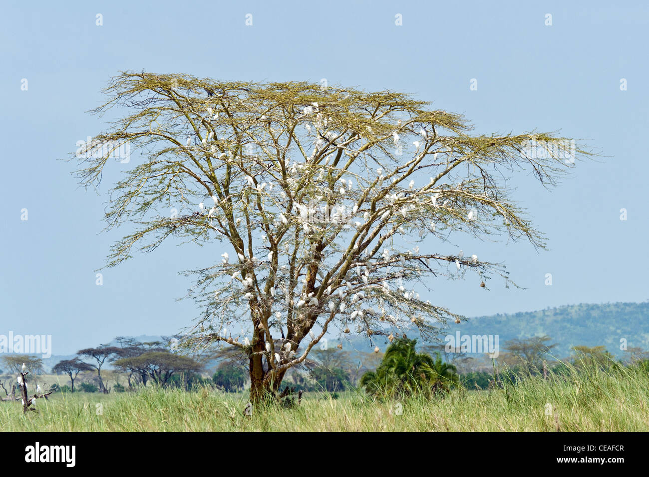 Bandada de garzas en un amarillo ladró acacias (Acacia xanthophloea) en Seronera en el Serengeti Tanzania Foto de stock