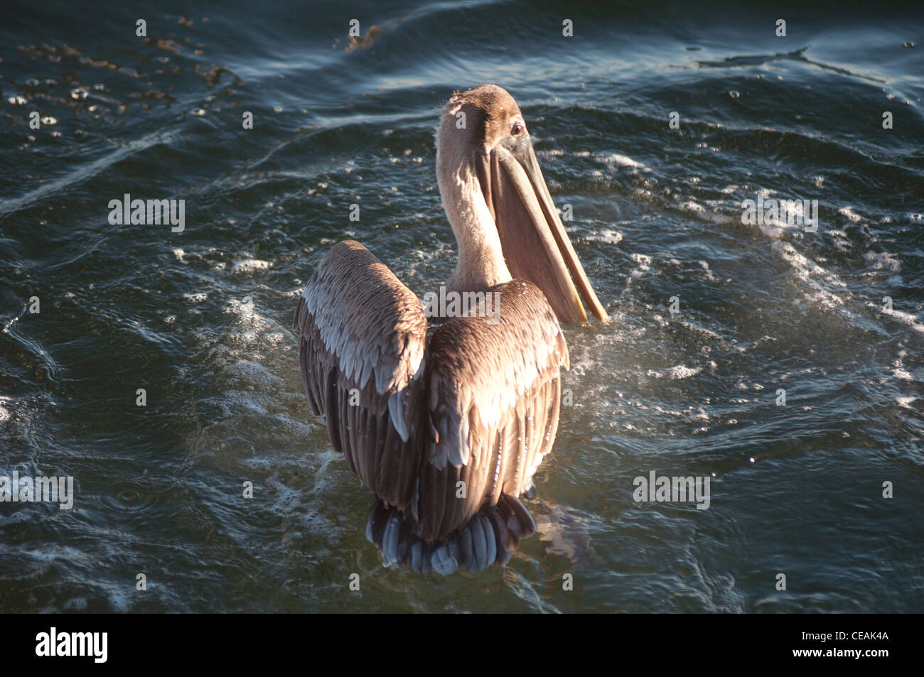 Pelicano café, Pelecanus occidentalis, sobre las aguas del Golfo de México, Florida, América del Norte, EE.UU. Foto de stock