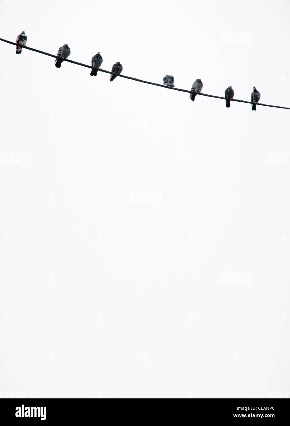 Pájaros en un alambre Foto de stock