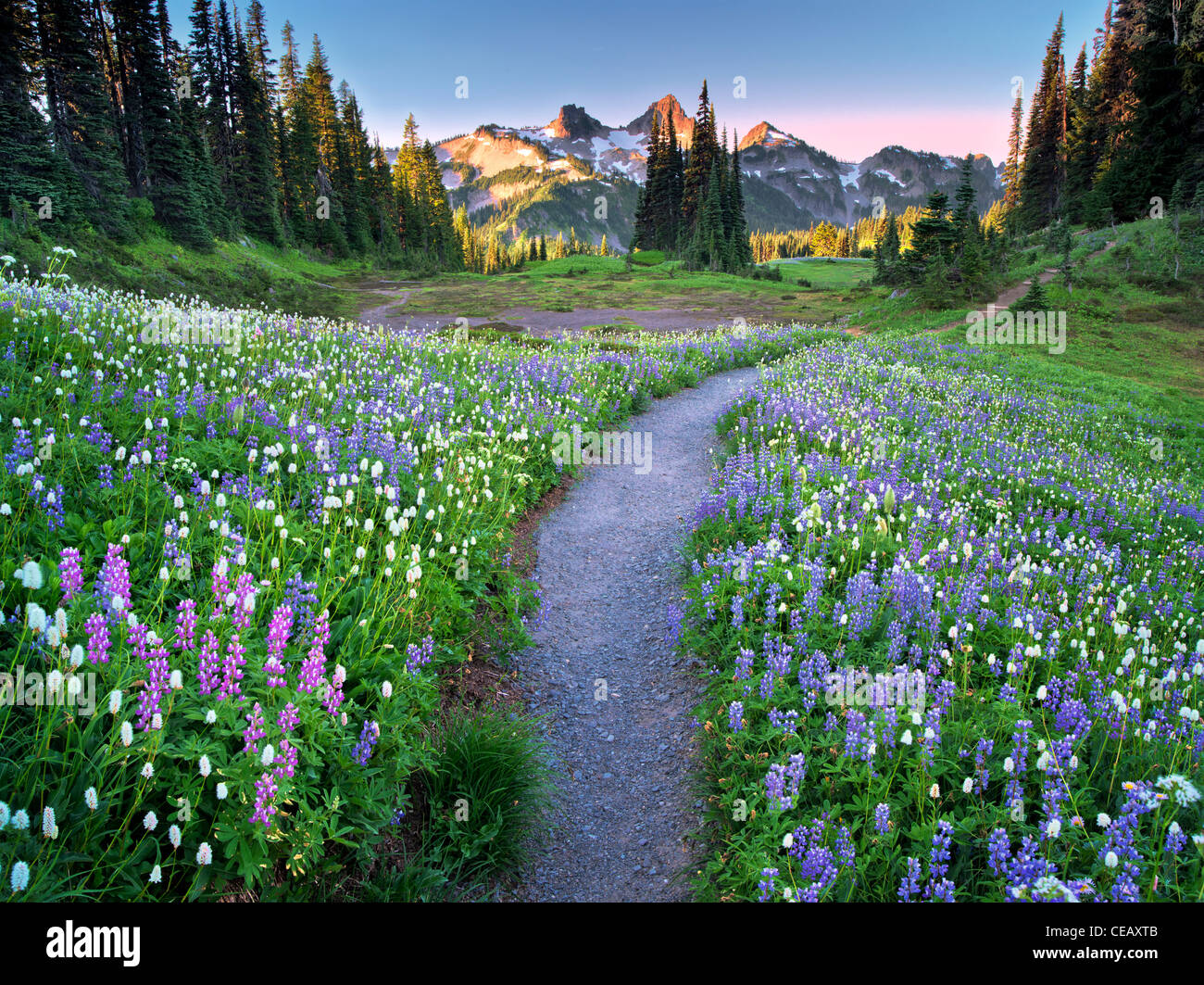 Flores silvestres, ruta y montaña Tatoosh. Mt Rainier National Park, Washington Foto de stock