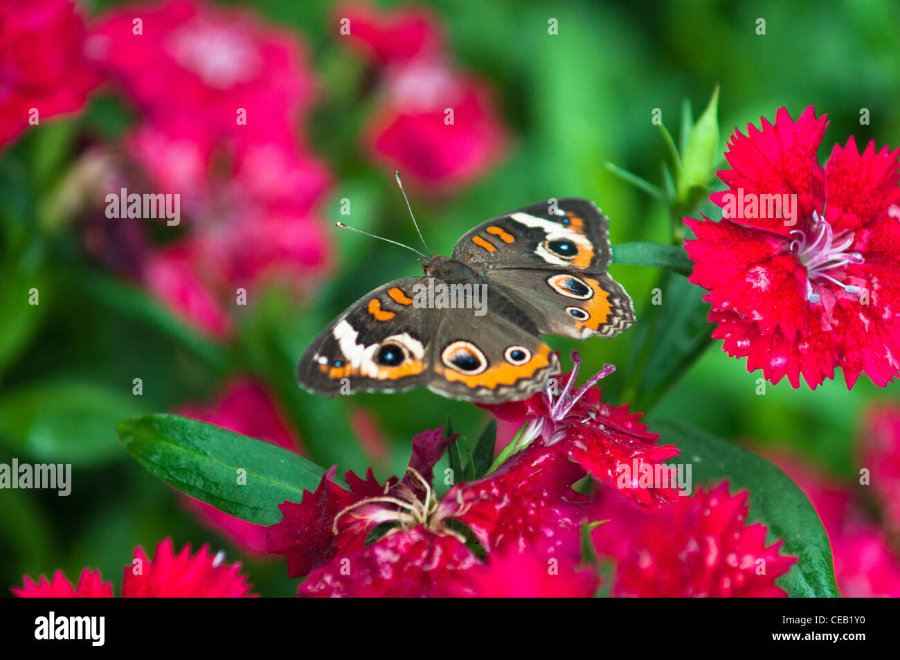 Buckeye común mariposa Foto de stock