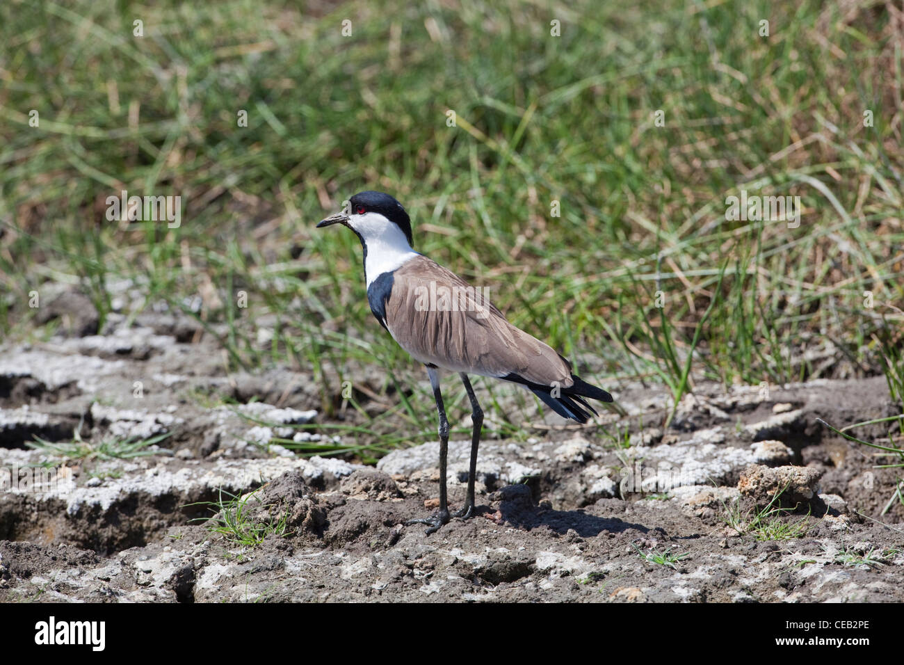 Spur-winged Patinegro (Vanellus spinosus). Lago Beseka, Etiopía. Foto de stock